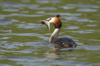 Great crested grebe (Podiceps cristatus) adult bird on a lake with a fish in its beak, England,