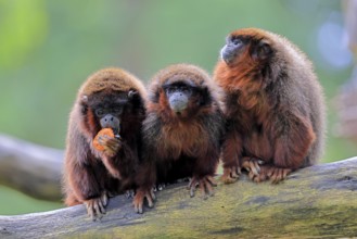 Coppery titi (Plecturocebus cupreus, Syn.: Callicebus cupreus), three coppery titi, group, feeding,