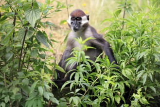Red-crowned mangabey (Cercocebus torquatus), adult vigilant