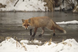 Red lynx (Vulpes vulpes) safe on frozen stream, Allgäu, Bavaria, Germany, Allgäu, Bavaria, Germany,