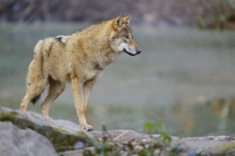 Wolf (Canis lupus), standing next to a body of water, surrounded by rocks in a natural environment,