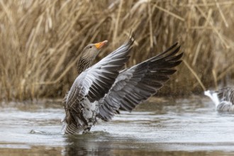 Greylag goose (Anser anser) flaps its wings, wildlife, Germany, Europe