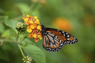 Monarch butterfly (danaus erippus, the sister species of Danaus plexippus) on a spanish flag