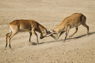 Southern lechwe (Kobus leche) arguing with each other walking in the dessert, captive, distribution