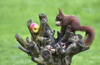 European squirrel (Sciurus) eating nuts in the garden, Schleswig-Holstein, Germany, Europe
