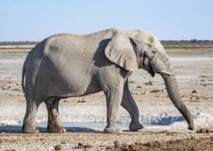 African elephant (Loxodonta africana), male at the waterhole, Nebrowni waterhole, Etosha National
