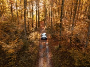 Car driving through an autumnal forest with golden yellow leaves and sunlight, electric car, VW