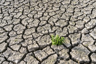 Dry soil, cracked, only a few weeds growing out of the ground, dried-up riverbed, in a side arm of