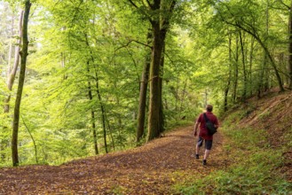 Forest path near Manderscheid, Vulkaneifel, Eifel, Rhineland-Palatinate, Germany, Europe