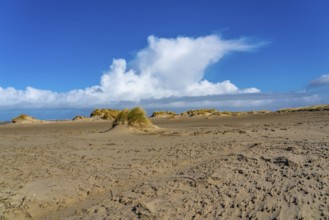Dune landscape, sand dunes, dune grass in the west of Borkum, island, East Frisia, winter, season,