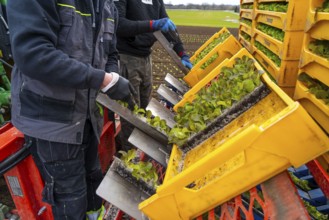 Lettuce plants, in press pots, they are planted in a field with a planting machine, agriculture,