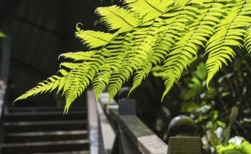 Ornamental fern leaves over the bridge in jungle