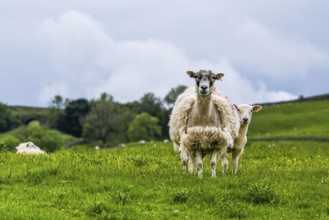 Sheeps and Farms in Yorkshire Dales National Park, North Yorkshire, England, United Kingdom, Europe