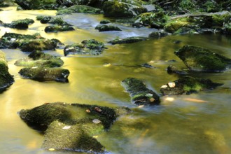 Stream with moss-covered stones in a forest in autumn, the water shines golden, Saußbachklamm,