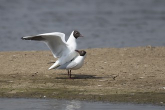 Black headed gull (Chroicocephalus ridibundus) two adult birds mating on an island by a lagoon,