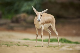Close-up of a blackbuck (Antilope cervicapra) female in late summer, captive