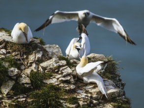 Northern Gannet, Morus bassanus, birds on cliff