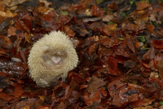 European hedgehog (Erinaceus europaeus) albino adult animal resting on fallen autumn leaves,