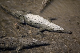 American crocodile (Crocodylus acutus) swimming in the water, from above, Rio Tarcoles, Carara