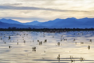 Lake Kerkini, Lake Kerkini, morning mood, silhouette, Central Macedonia, Greece, Europe