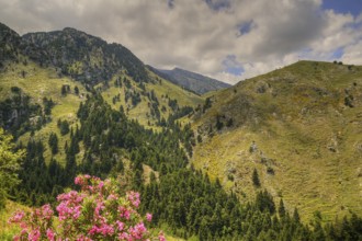 Blooming flowers in front of a picturesque mountain landscape with trees and blue sky, Lefka Ori,