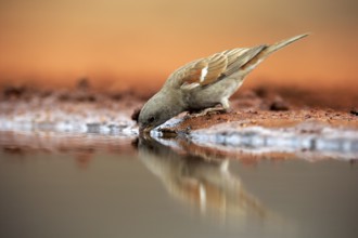 Northern grey-headed sparrow (Passer griseus), adult, at the water, drinking, Kruger National Park,