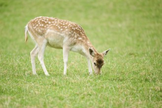 European fallow deer (Dama dama) hind standing on a meadow, tirol, Kitzbühel, Wildpark Aurach,