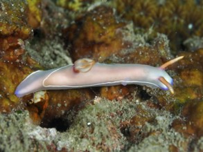 Elongated pink nudibranch, Bullock's starfish (Hypselodoris bullockii), on a red-brown background.