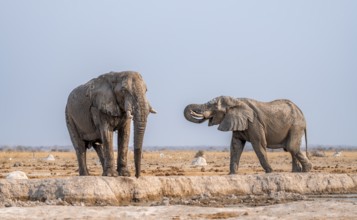 African elephant (Loxodonta africana), two elephants at the waterhole, in the evening light, Nxai