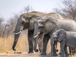 African elephant (Loxodonta africana), three elephants with young, standing in a row according to