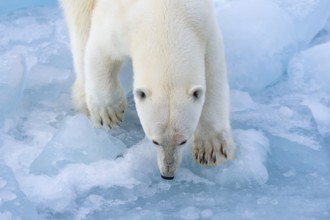 Polar bear (Ursus maritimus) on the pack ice at 82 degrees north, Spitsbergen Island, Svalbard and