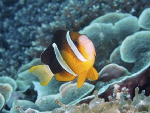 A bright Clark's anemonefish (Amphiprion clarkii) swimming over a coral reef, dive site Toyapakeh,