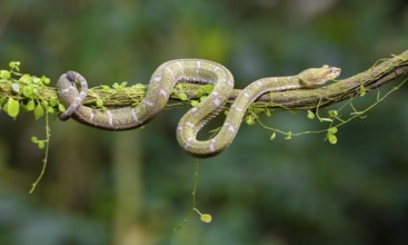 Griffin-tailed lance adder (Bothriechis schlegelii), green variety, sitting on a branch, Heredia