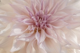 Cafe au Lait dahlias flower blossoms in a public garden. Close-up dahlias, daylight. Selestat, Bas