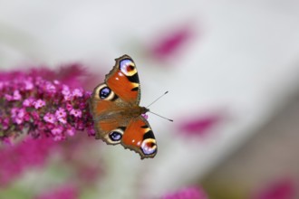 Peacock butterfly (Inachis io) sucking nectar on butterfly bush (Buddleja davidii), in a natural