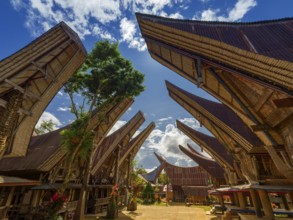 Traditional Toraja houses, Limbong village, Tana Toraja, Sulawesi, Indonesia, Asia