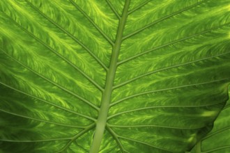 Detailed green leaf with pronounced veins and lively structure, Princess of Wales Conservatory,