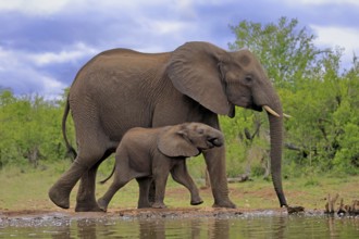 African elephant (Loxodonta africana), juvenile, mother, adult, female, mother with juvenile, at