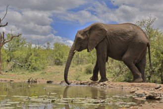 African elephant (Loxodonta africana), bull, male, at the water, drinking, Kruger National Park,