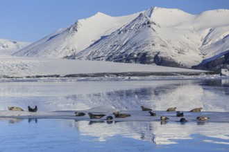 Seals lying on ice floe, mountains, sunny, winter, Jökulsarlon, Iceland, Europe
