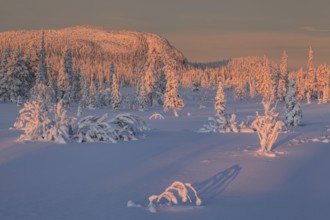Snow-covered trees, sunrise, morning light, mountains, winter, near Porjus, Lapland, Sweden, Europe