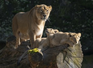 Asiatic Lion (Panthera leo persica), female, mother and her two cubs on a tree trunk, occurring in