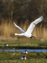 Tundra Swan, Bewick's Swan, Cygnus columbianus in flight at winter in Slimbridge, England, United