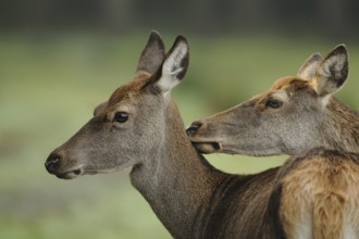 Two stags standing head to head in the forest, showing tender interaction, red deer (Cervus