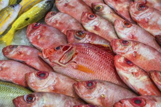 Red Sea Fish, Fish Market in Hurghada, Egypt, Africa