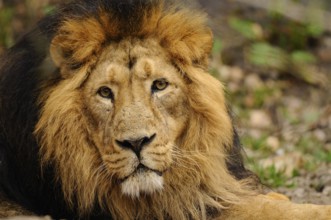 A reclining lion with a magnificent mane looks attentively into the camera, surrounded by grass,