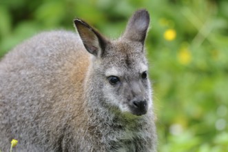 Kangaroo in natural environment with attentive expression and green background, red-necked wallaby
