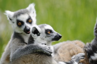 Two lemurs in a close embrace on a green meadow, one licking the other, Ring-tailed Lemur (Lemur