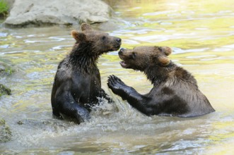 Two young bears fighting in shallow water, Eurasian brown bear (Ursus arctos arctos), Bavarian