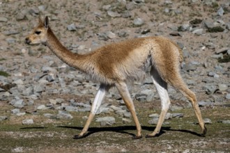 Vicuña (Lama vicugna), Catamarca Province, Argentina, South America